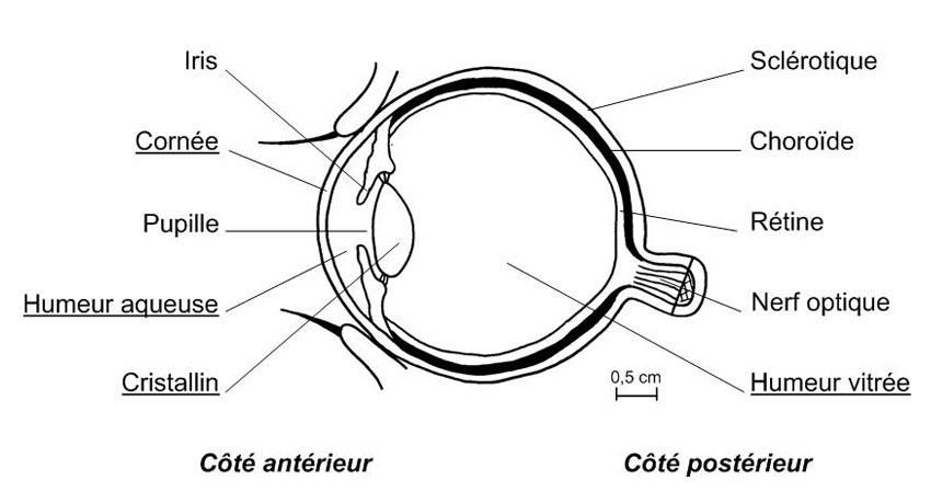 Présentation de l'oeil humain avec votre opticien à Muzillac